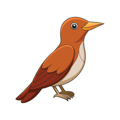  Stunning Andean Woodcreeper Design