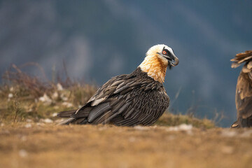 Bearded Vulture (Gypaetus barbatus) photographed in Spain
