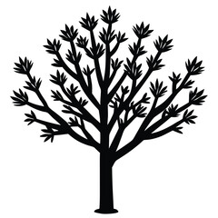 Obraz premium Ocotillo tree silhouette 