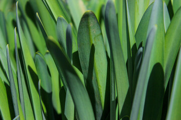 Obraz premium Natural green leaves in the garden on a sunny day. Beautiful green background.