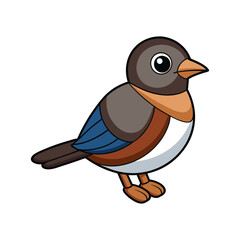  Realistic Belted Flycatcher Bird Illustration