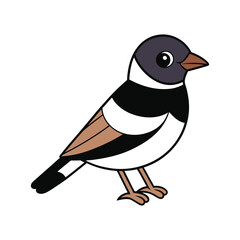  Realistic Black-banded Flycatcher Bird Illustration