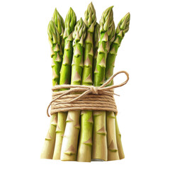 Fresh asparagus bundled with natural twine on a transparent background