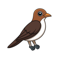  Elegant Black-Billed Cuckoo Bird Illustration