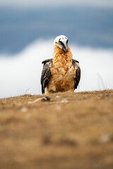 Bearded Vulture (Gypaetus barbatus) photographed in Spain