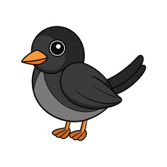  Detailed Black Phoebe Depiction