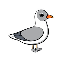  Realistic Bonaparte's Gull Illustration