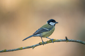 Great tit (Parus major) photographed in Spain