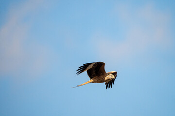Red kite (Milvus milvus) photographed in Spain