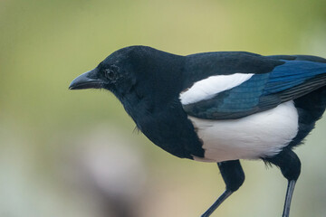 Common Magpie (Pica pica) photographed in Spain