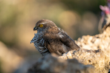 Common Sparrowhawk (Accipiter nisus) photographed in Spain