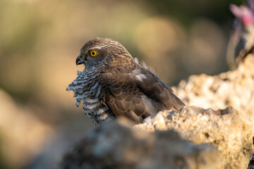 Common Sparrowhawk (Accipiter nisus) photographed in Spain
