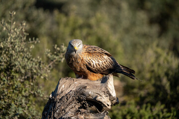 Fototapeta premium Red kite (Milvus milvus) photographed in Spain