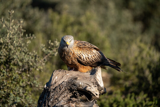Red kite (Milvus milvus) photographed in Spain - Powered by Adobe