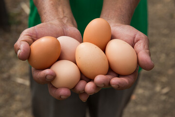 Hand holding fresh brown eggs