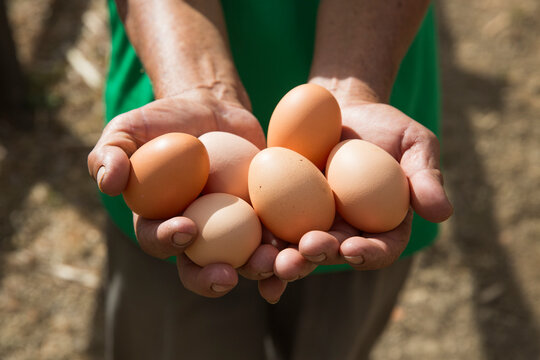 Hand holding fresh brown eggs