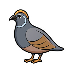  California Quail Bird Colorful Illustration