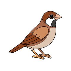  Beautiful Cassin's Sparrow Bird Design