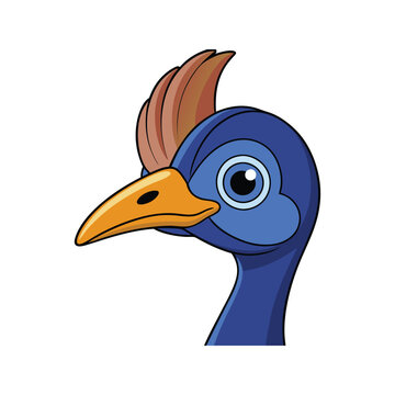  Beautiful Cassowary Bird Illustration