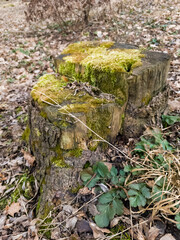 A tree stump covered in green moss in the woods