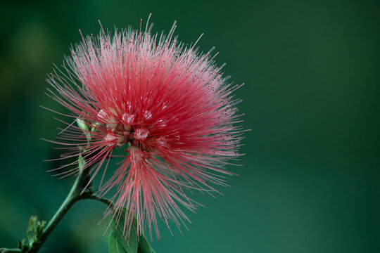 A macro shot of a Calliandra Dysantha flower in the rural area of Brazil.