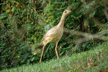With its long legs and sharp gaze, the Seriema carefully navigates the grassy terrain in search of prey.