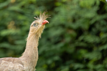 A close-up of a Seriema bird and its eye.