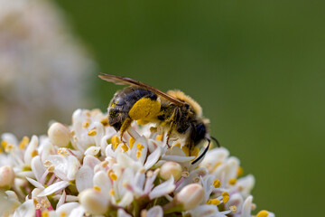 an european honey bee with thick yellow pollen on its legs on the white blossoms of the japanese skimmia in sunlight