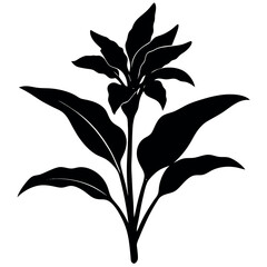 Canna-lily-silhouette-illustration 