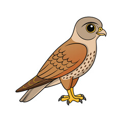  Realistic Common Kestrel Bird Illustration