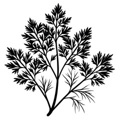 Dill leaves silhouette illustration on white background.