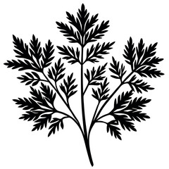 Dill leaves silhouette illustration on white background.