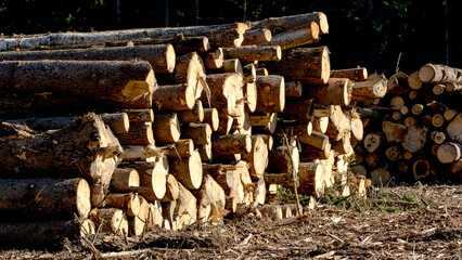 Deforestation for residential construction. Felled forest on a bush in the forest