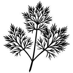 Dill leaves silhouette illustration on white background.