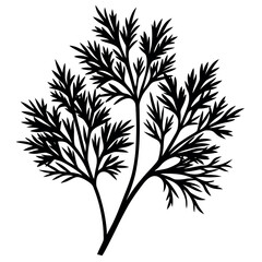 Dill leaves silhouette illustration on white background.
