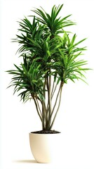 Fototapeta premium Lush green plant in a white pot, perfect for adding life to any space. Natural light highlights its vibrant color and elegant form. Indoor oasis.