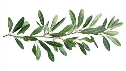 Obraz premium Fresh, vibrant foliage branch against a plain white background. Detailed, healthy leaves and stem