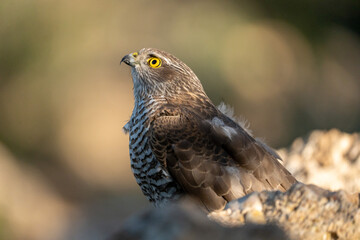 Common Sparrowhawk (Accipiter nisus) photographed in Spain