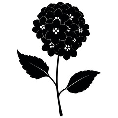 Lantana silhouette illustration on white-background.