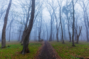 Morning fog in the spring forest