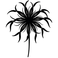 Spider-lily-silhouette-illustration-on-white-background.