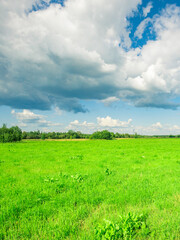 A field of green grass with a cloudy sky in the background