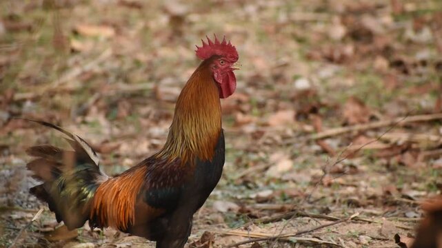 Desi Murga videos 1080  60FPS