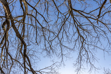 The sky is blue and the trees are bare