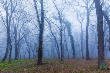 Morning fog in the spring forest