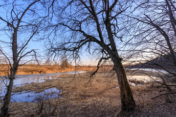 A tree with a few leaves is in the foreground of a field