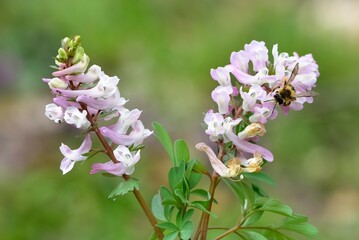 photos of wild plants and flowers.
