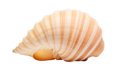 Seashells close up stock photo beautiful conch shell natural sea shells ocean shell photography isolated on transparent background	