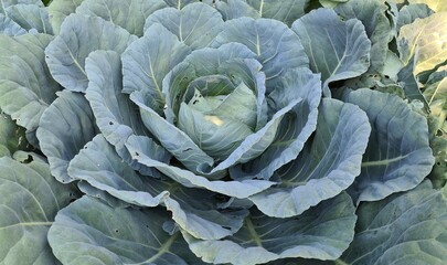 Obraz premium natural vegetable seedlings. cabbage vegetable photos.