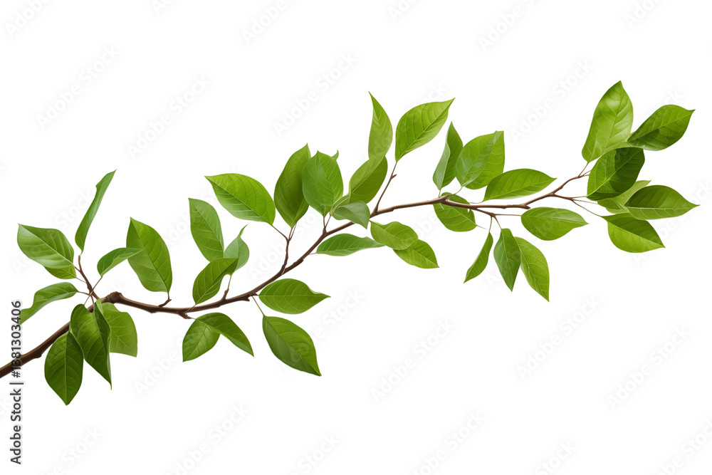 Poster a branch with vibrant green leaves against a stark black backdrop in a studio setting isolated shot 